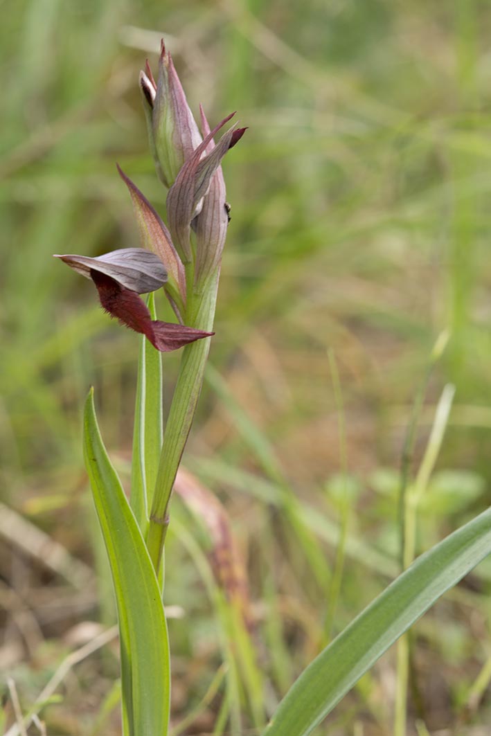 Serapias vomeracea / Serapide maggiore